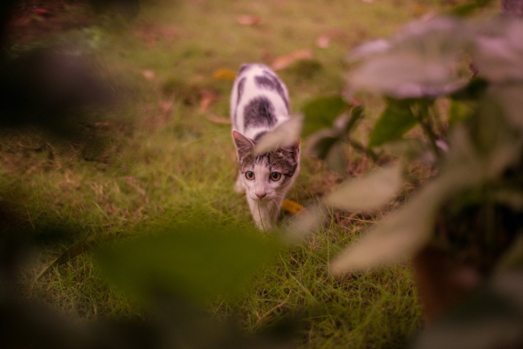 Cat On The Prowl